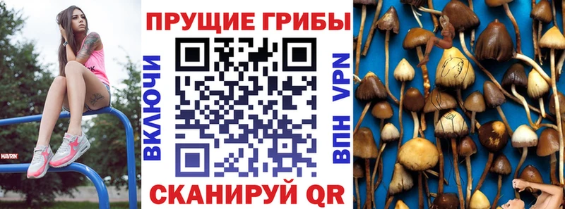 Галлюциногенные грибы прущие грибы  Нефтекумск 